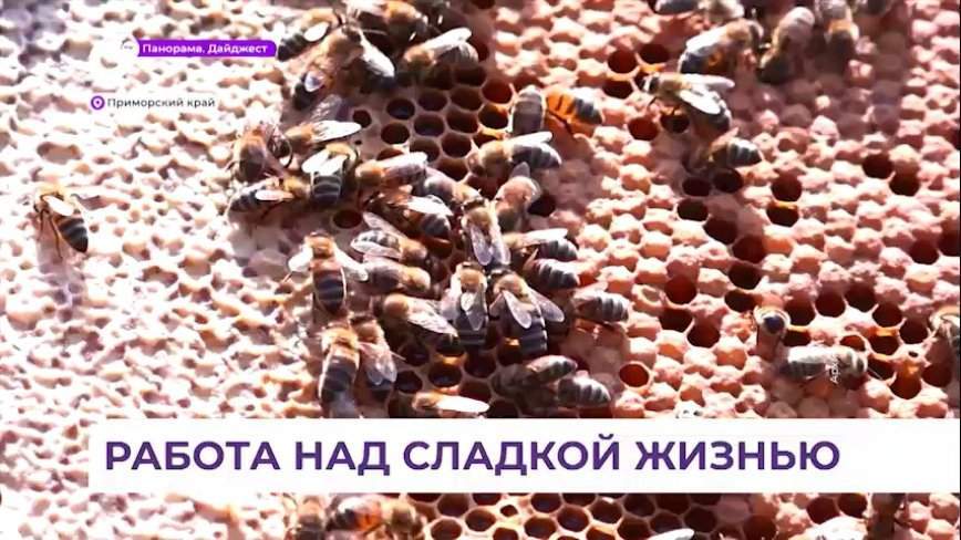 В Приморье будут восстанавливать медоносную базу