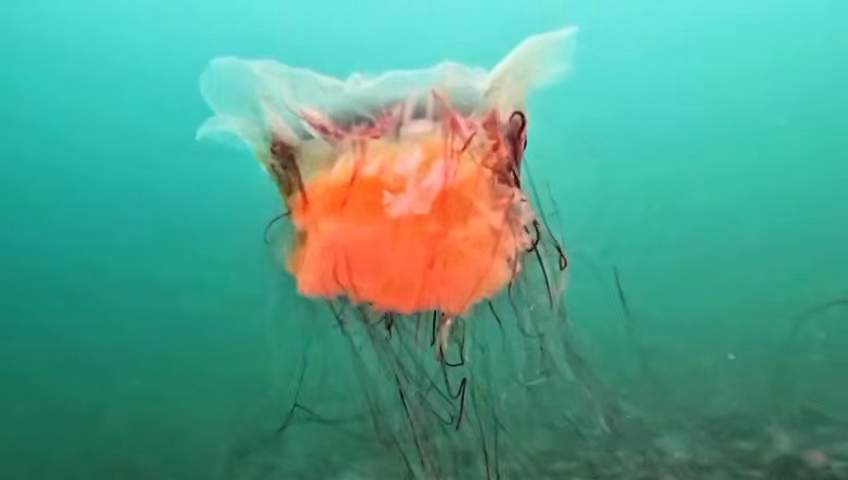 Ядовитую «морскую диву» встретил дайвер в прибрежных водах Владивостока 
