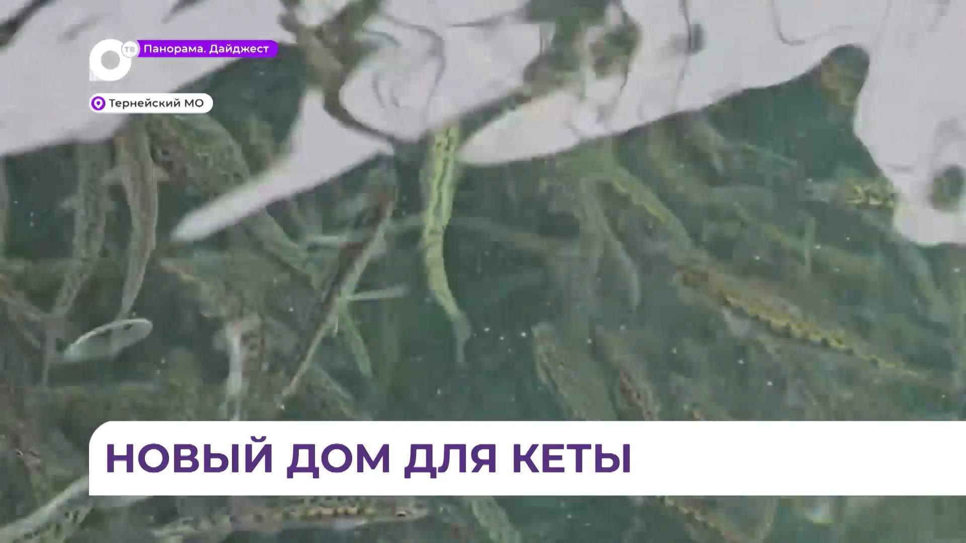 Популяцию кеты восстанавливают в приморской реке Серебрянке