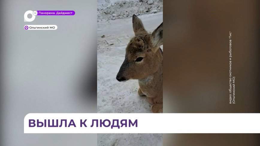 В Ольгинском округе охотпользователи продолжают развозить корм в самые отдалённые места