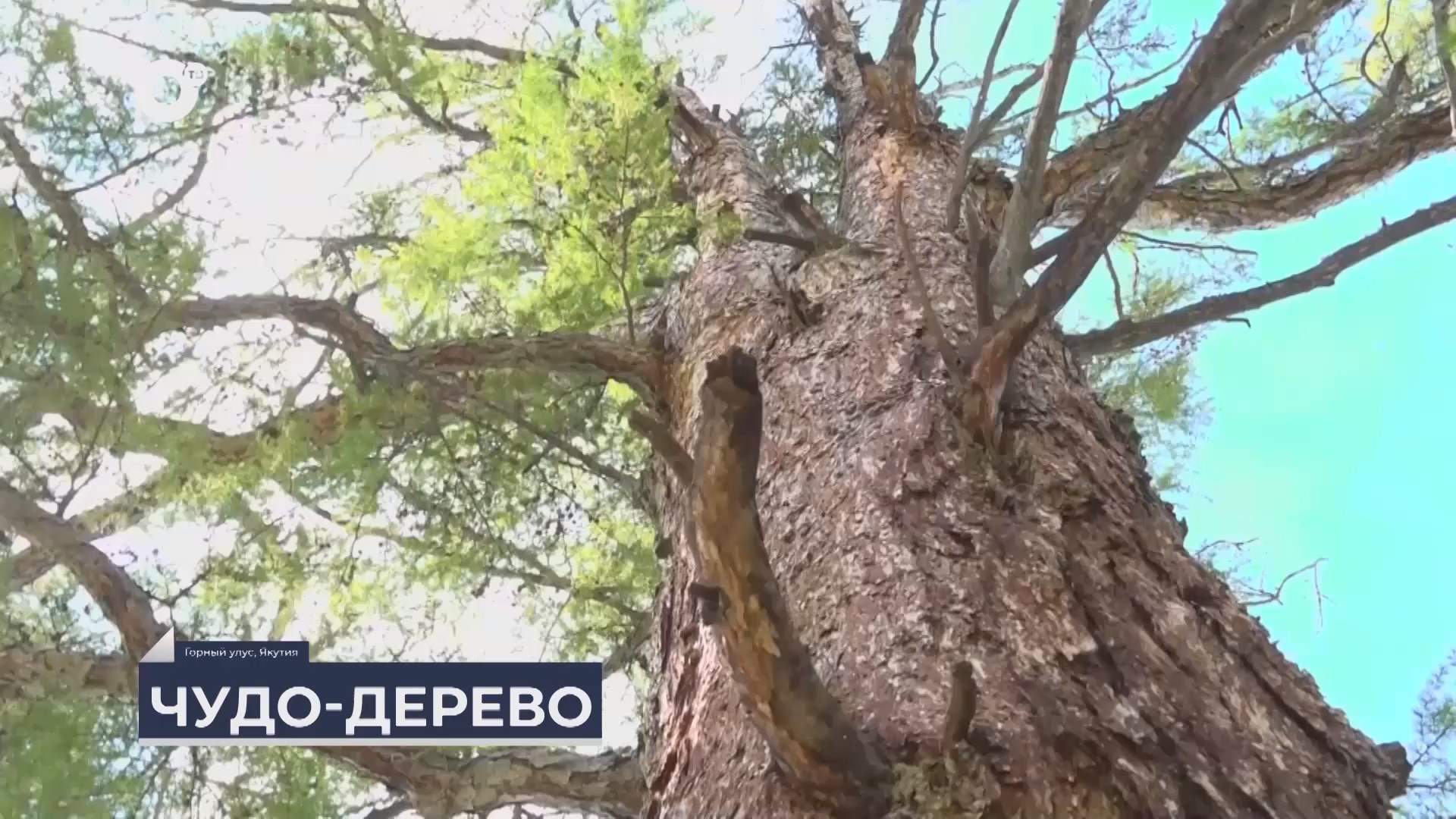 Дальний Восток на связи / Дерево года в Якутии 