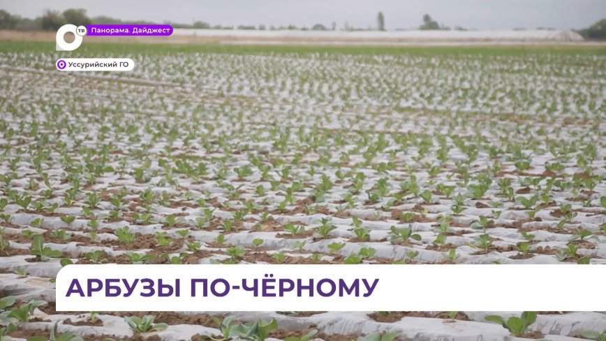 На полях в Борисовке начали выращивать особый чёрный сорт арбузов