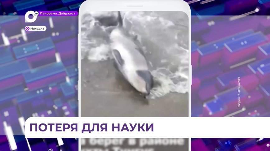 Найдены останки погибшего в бухте Тунгус китёнка