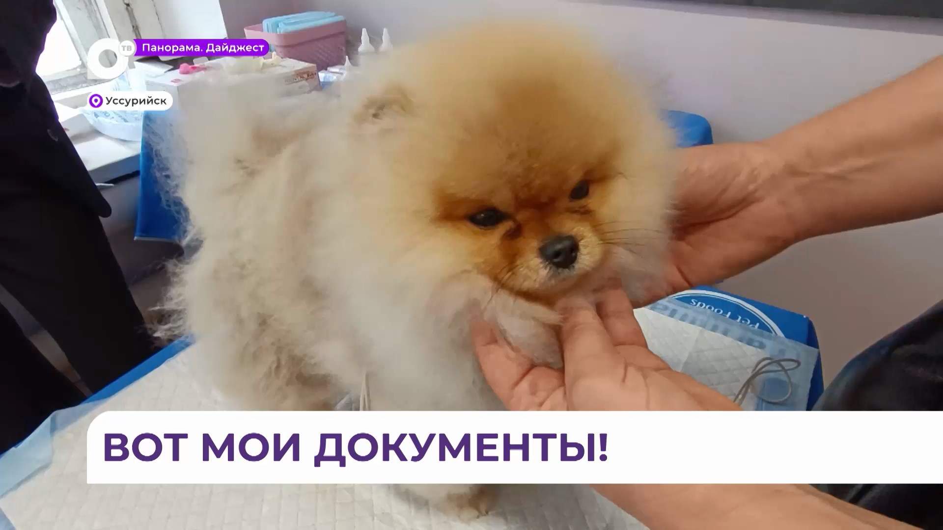 Жители Уссурийска чипируют домашних питомцев на выставках 