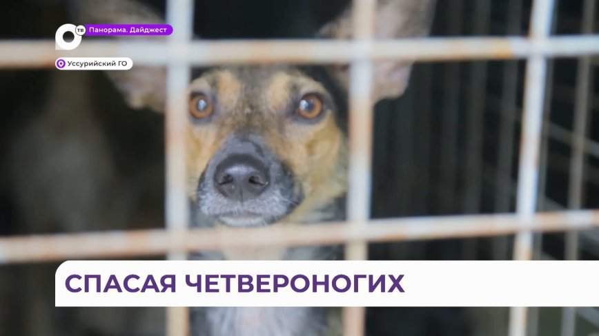 Это всё абсолютно бесплатно: в Приморье спасают домашних животных