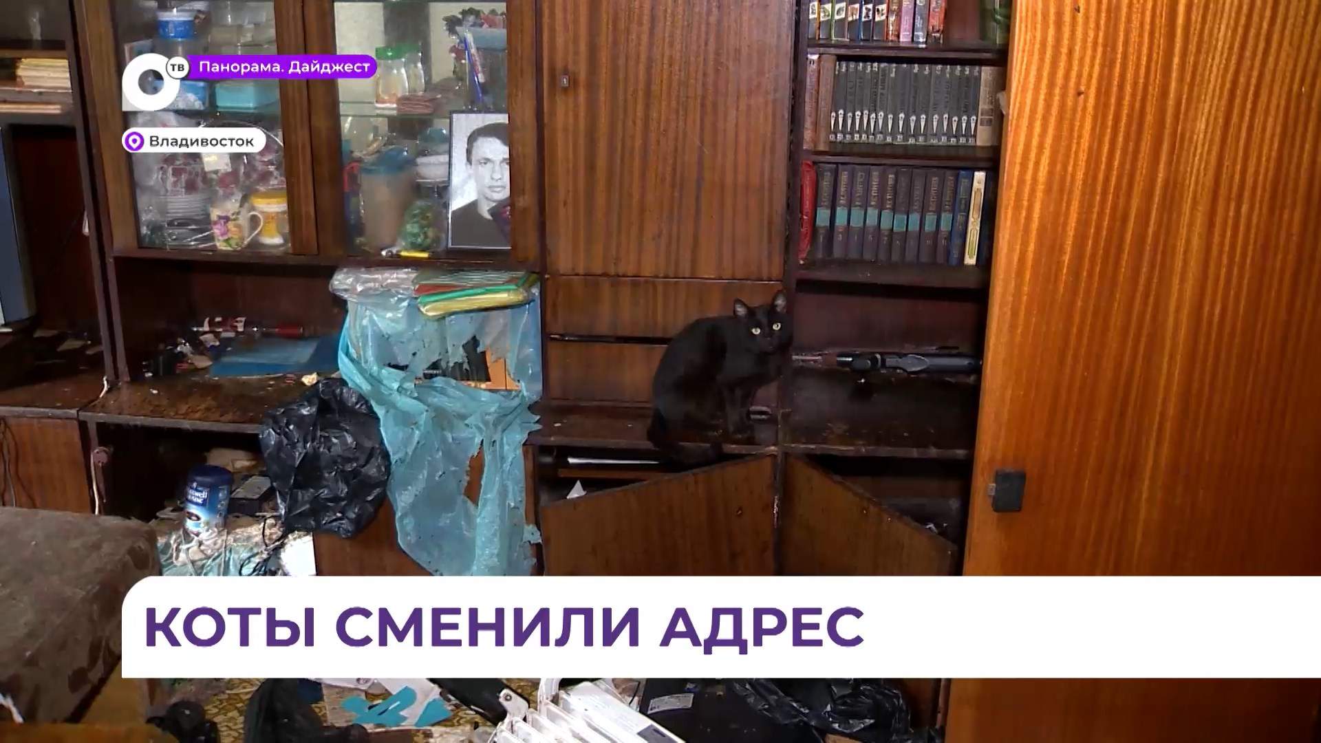 Котов из квартиры ужасов на улице Вилкова во Владивостоке вывезли в Уссурийск