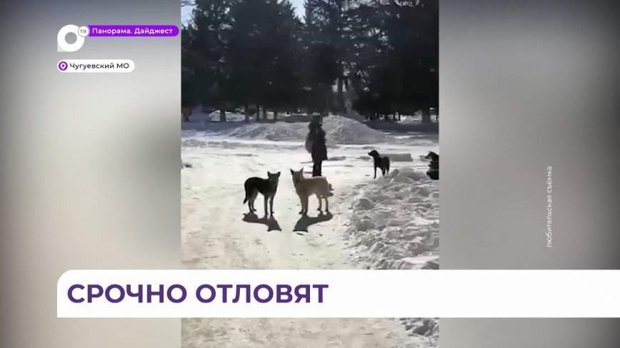 Режим ЧС из-за нападения бездомных собак на людей ввели в Чугуевском округе
