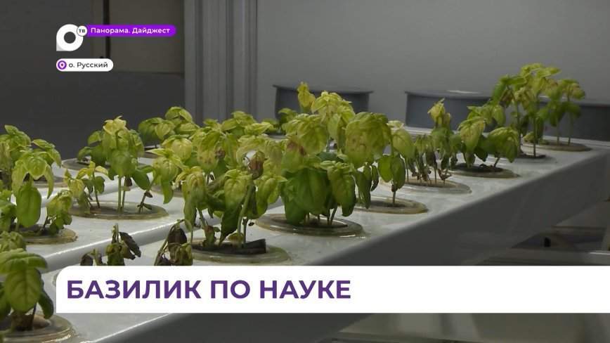 Ученые из ДВФУ разработали технологию выращивания зелени с помощью искусственного интеллекта