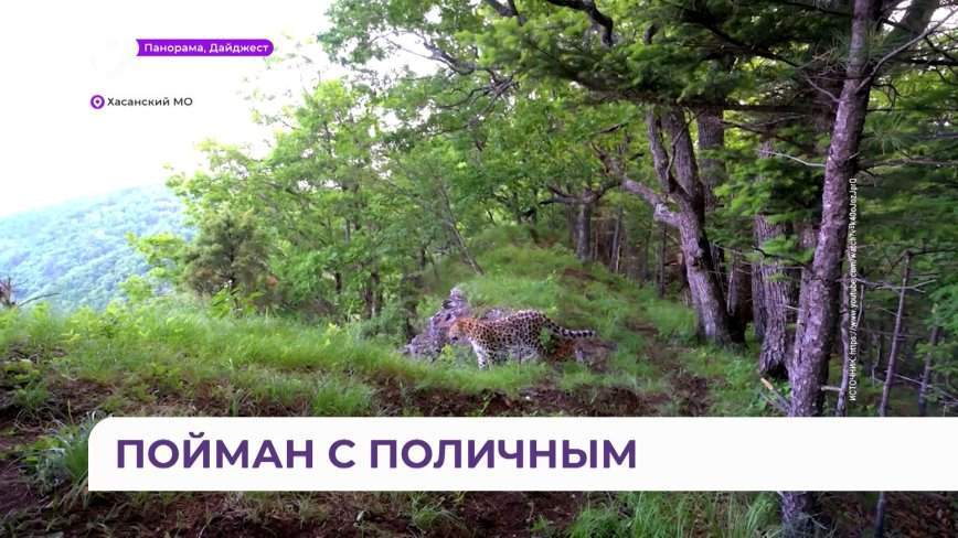 Самый «улыбчивый» леопард попал на камеру смартфона