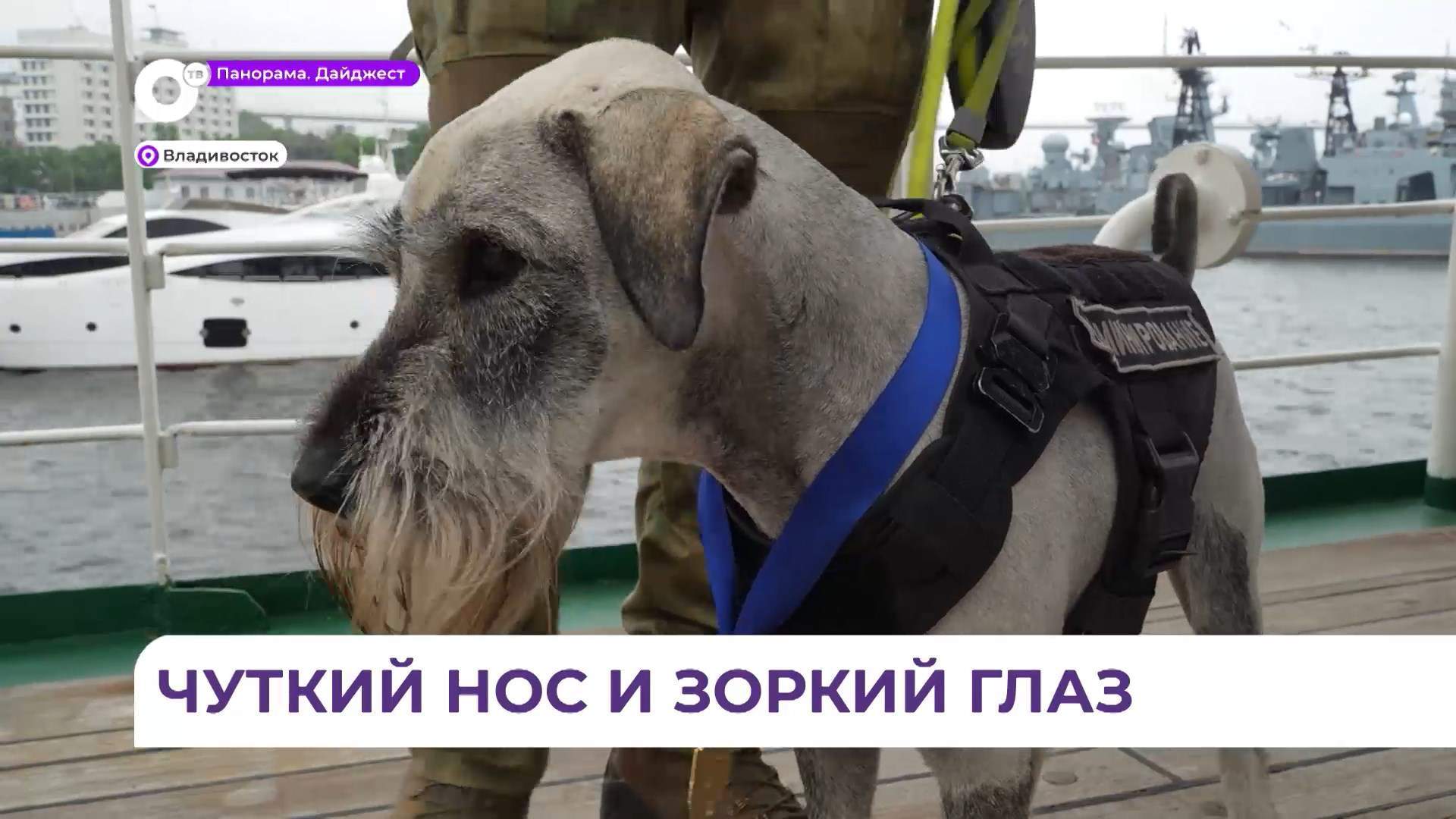 В Приморье чествовали лучших служебных собак в преддверии Дня кинолога