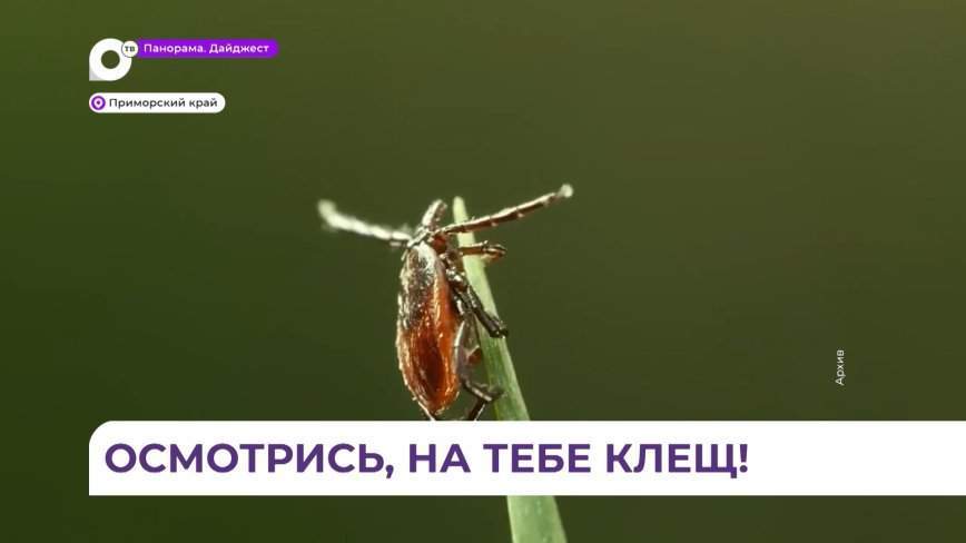 Житель Приморья заразился вирусом энцефалита от укуса клеща