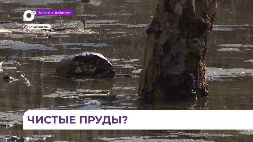 Причины загрязнения водоёмов Владивостока выясняет команда специалистов
