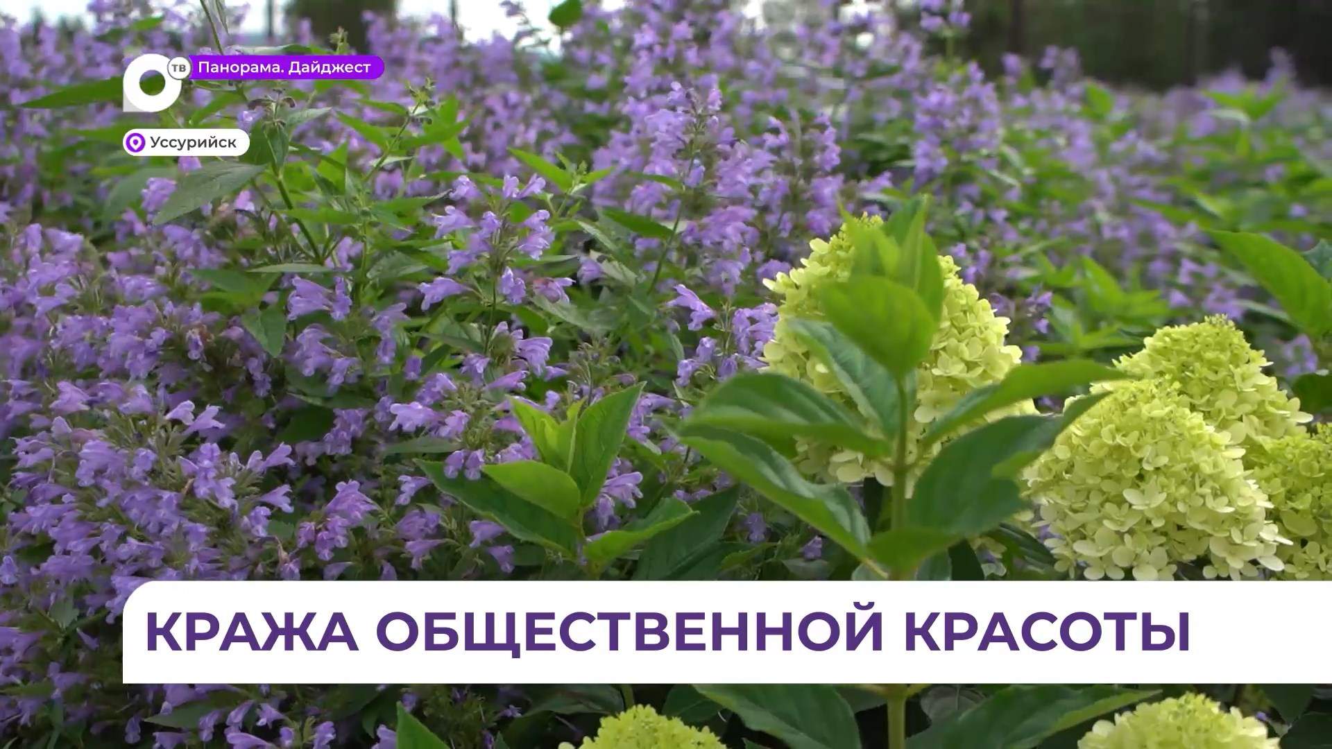 В Уссурийске зафиксировано несколько случаев кражи цветов с городских клумб