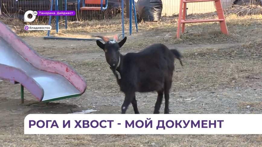 Козы «атаковали» детскую площадку во Владивостоке