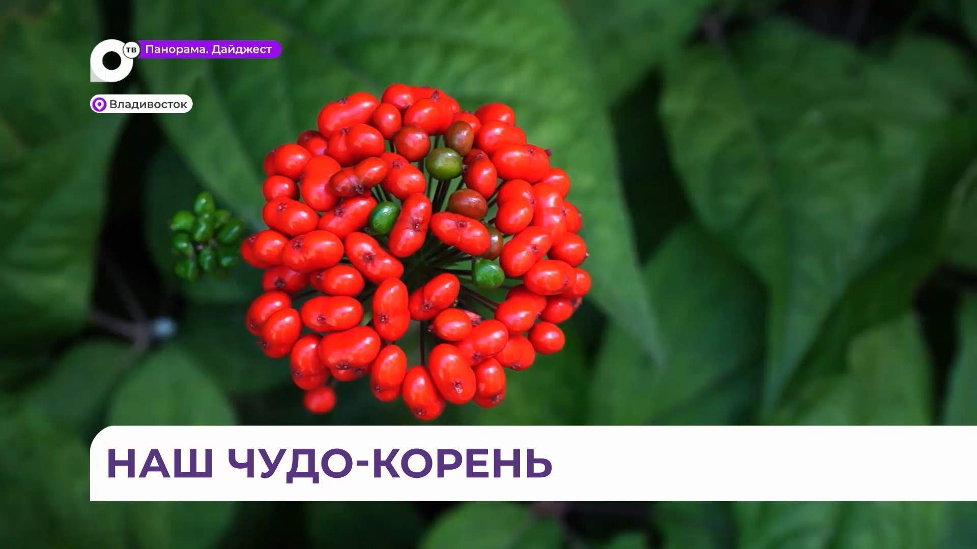 Уникальную женьшеневую плантацию сумел создать приморец прямо в черте Владивостока