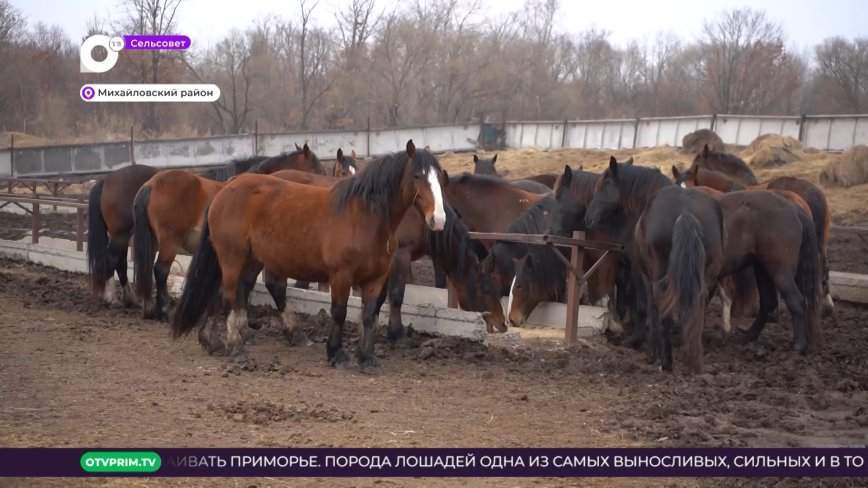 Сельсовет / Лошади и коровы / 01.04.23