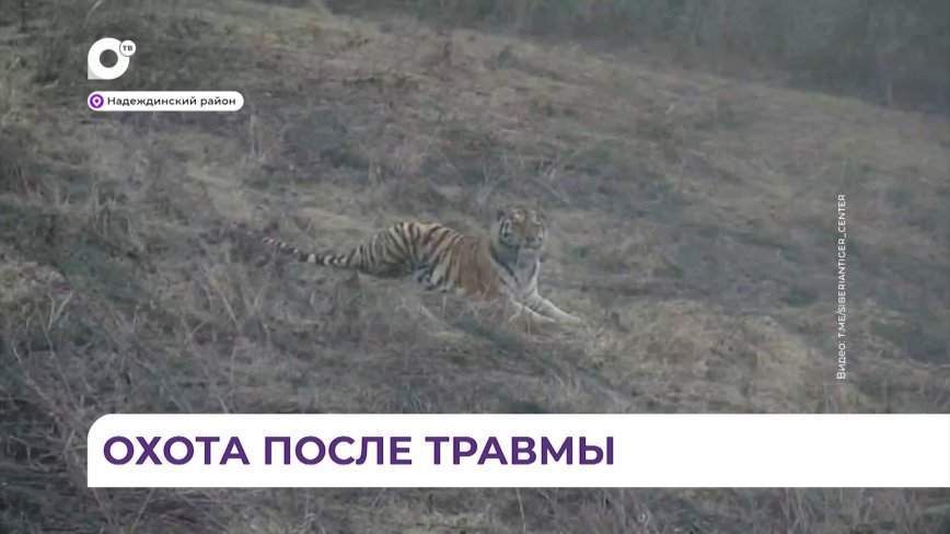 В сети появилось первое видео тигрицы в открытом вольере в центре «Тигр»