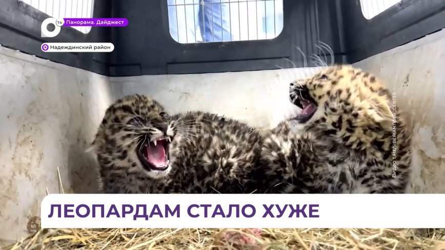 Состояние котят дальневосточного леопарда, которых нашли в Хасанском районе края, ухудшилось