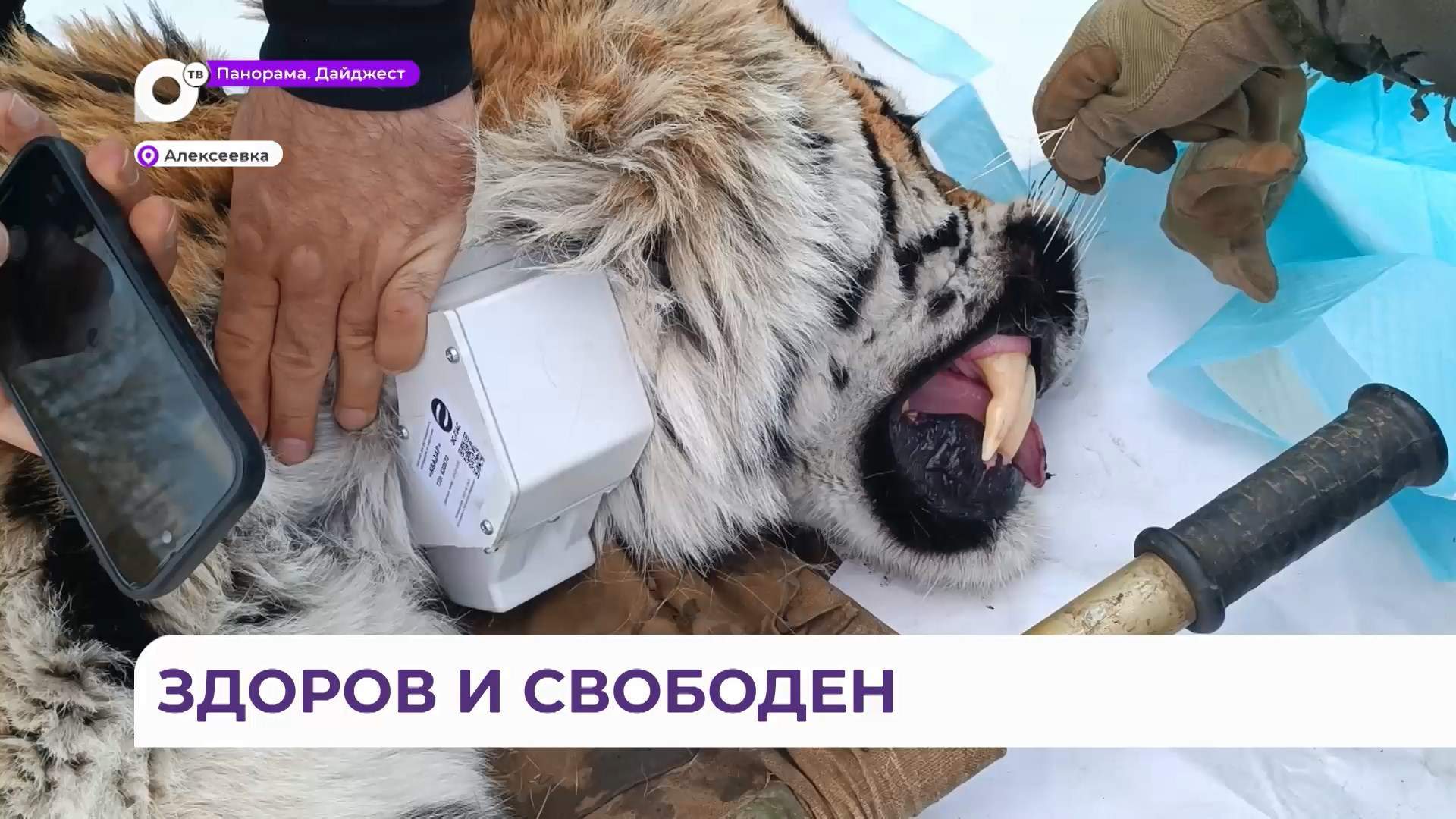 Краснокнижного амурского тигра, отловленного в Андреевке, выпустили в дикую природу 