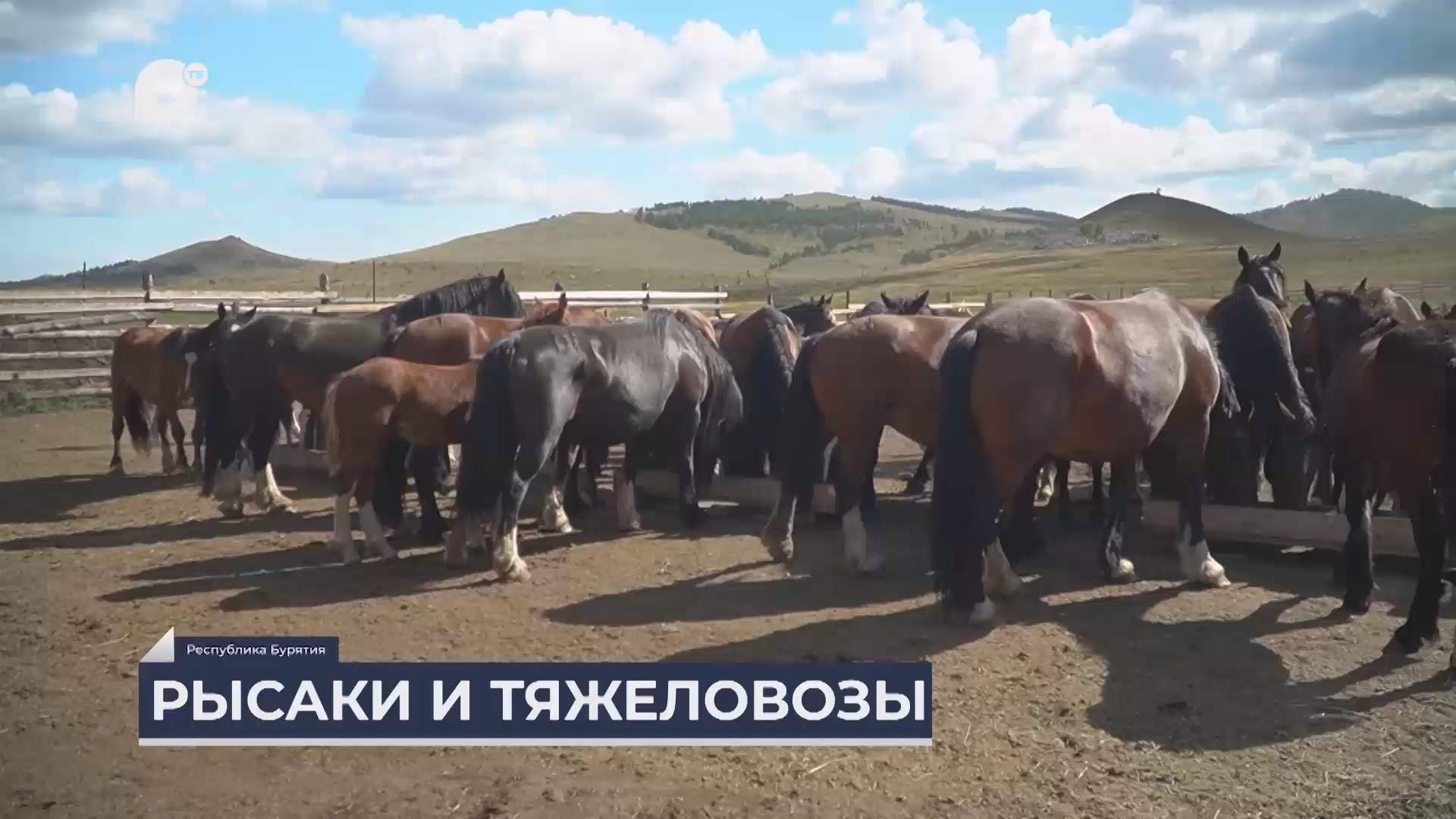 Дальний Восток на связи / Рысаки и тяжеловозы 