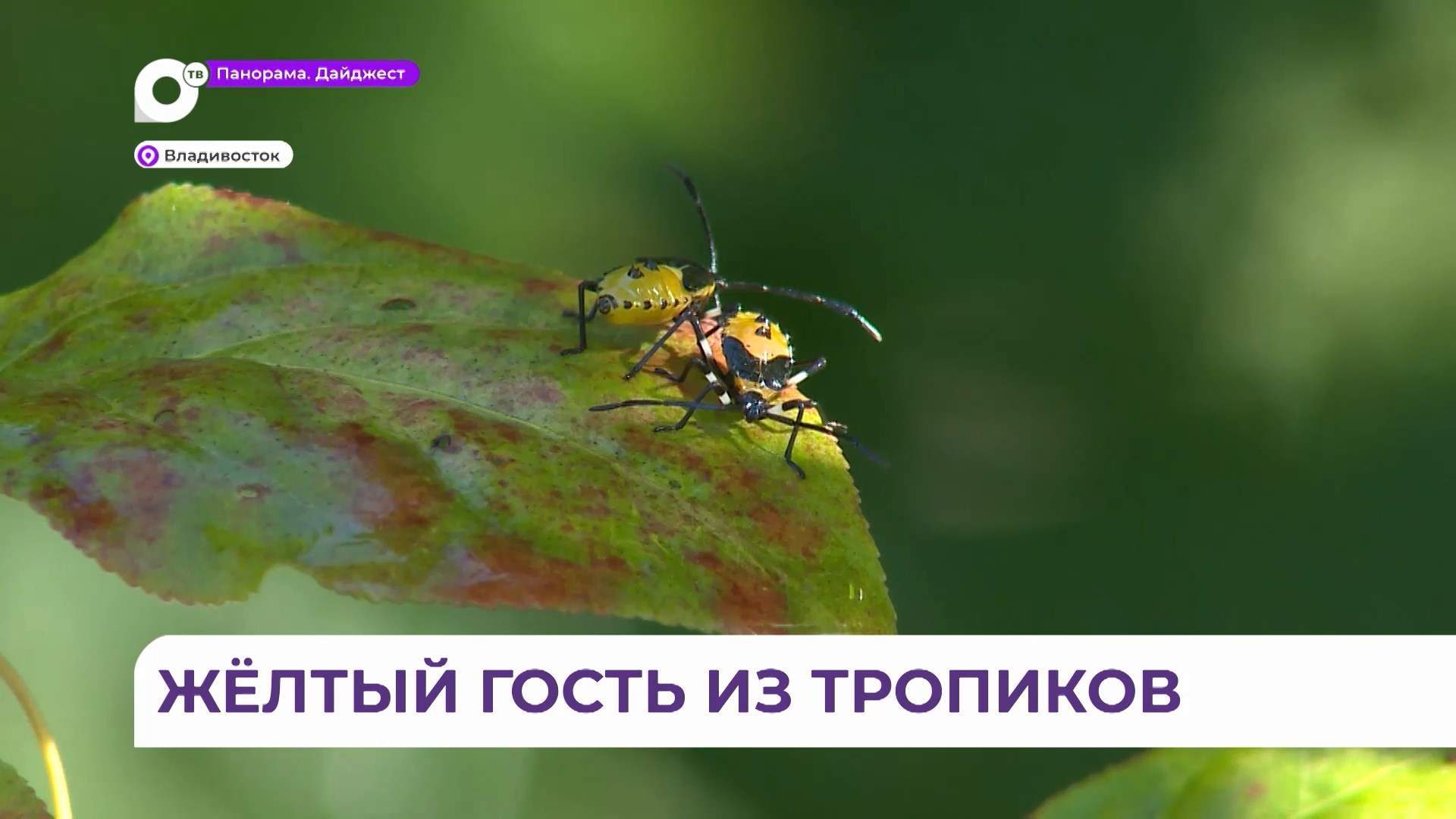 Редкого тропического клопа обнаружили в Ботаническом саду Владивостока