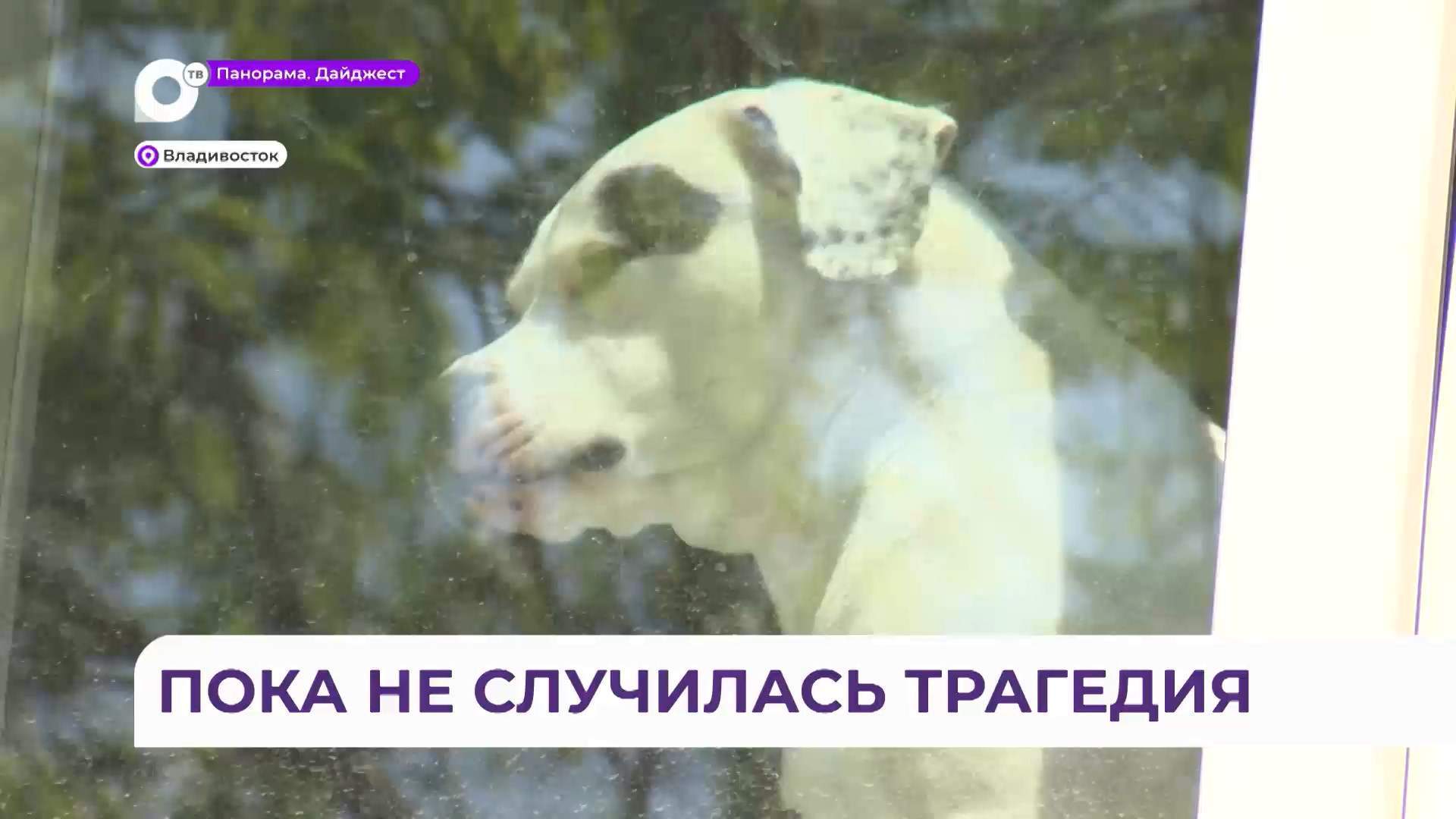 Во Владивостоке агрессивная собака держит в страхе весь район