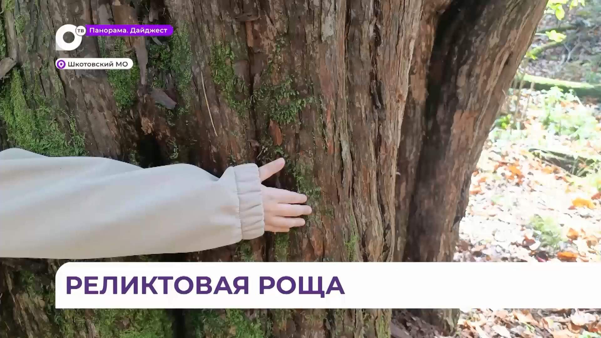 Уникальную тисовую рощу в Шкотовском МО оберегает участковый лесничий