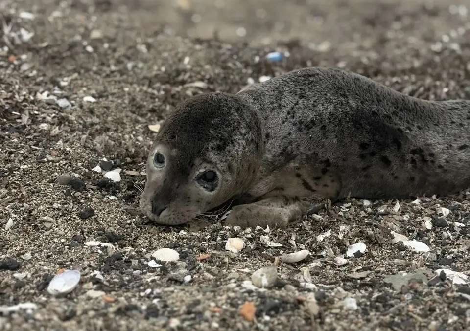 Детёныша ларги обнаружили на берегу бухты залива Посьет