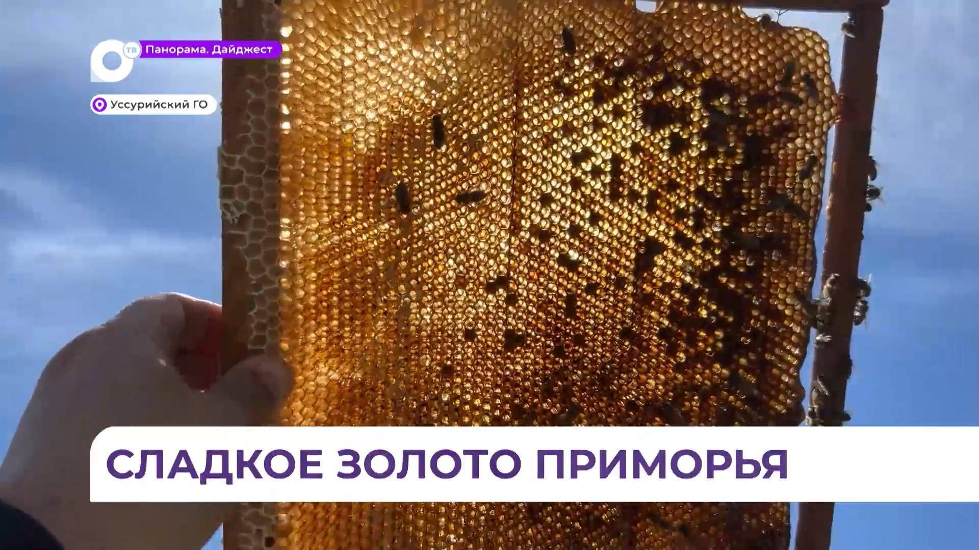 Первый в этом году липовый мёд собирают приморские пасечники