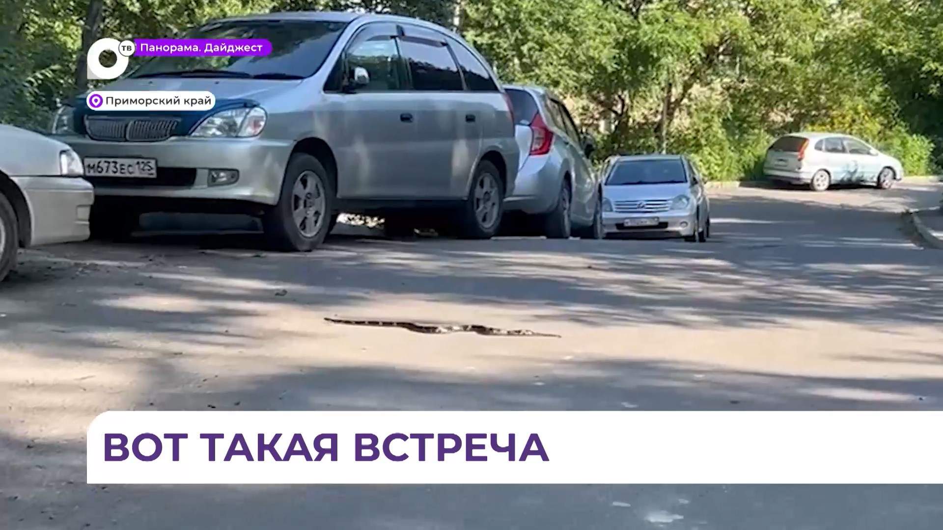 Змея выползла на дорогу на улице Нейбута во Владивостоке и юркнула в машину