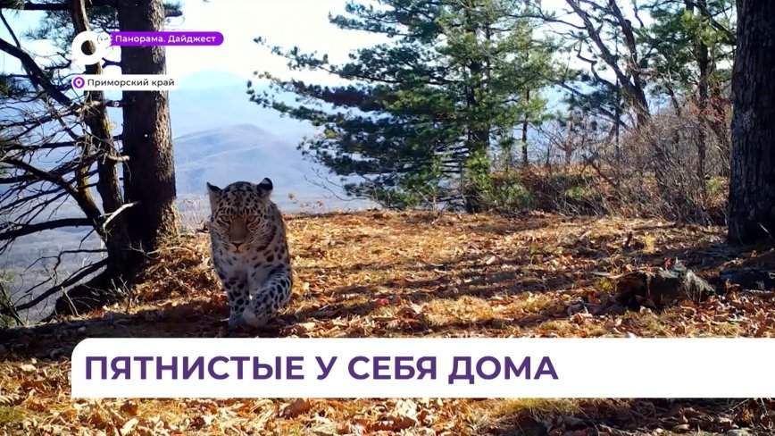 Нацпарк «Земля леопарда» стал одной из 30 туристических достопримечательностей страны