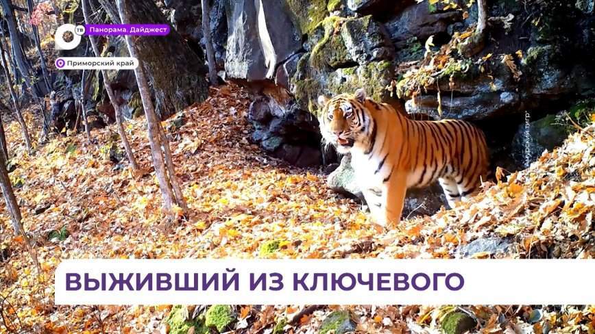 «Истекающий кровью, бродил по тайге»: встреча с тигром в Приморье не оставляла шансов