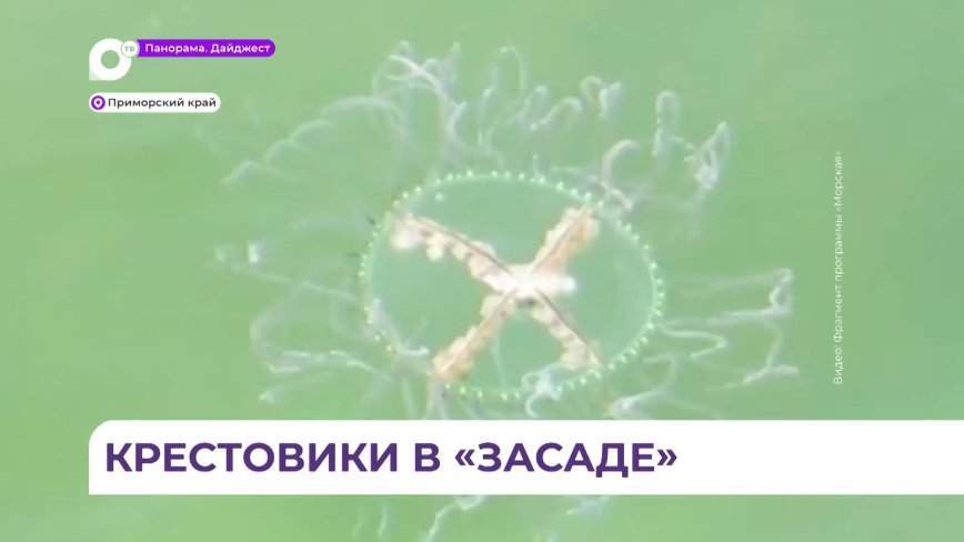 Медуза-крестовик ждёт наступления в Приморье жаркой погоды