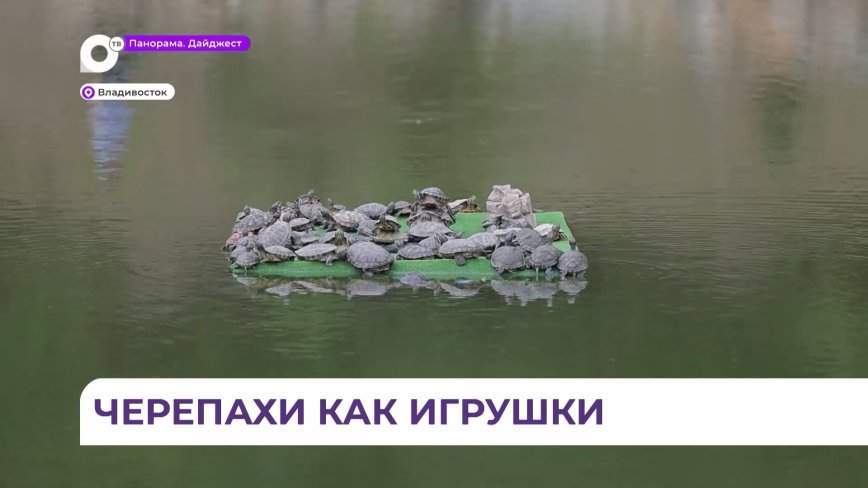 Горожане обеспокоены судьбой черепах, обитающих в Сафоновском озере