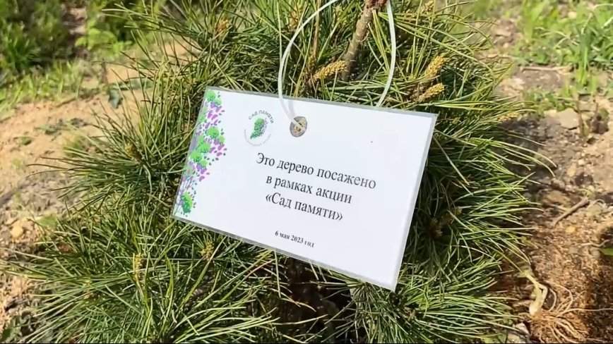 «Сад памяти» вместе с детьми посадил на острове Русском Олег Кожемяко