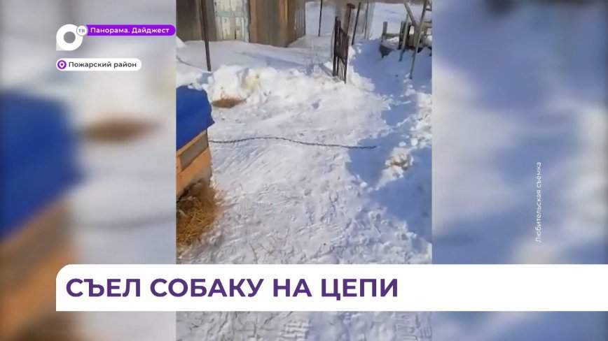 Ещё одна домашняя собака стала жертвой полосатого хищника в Приморье