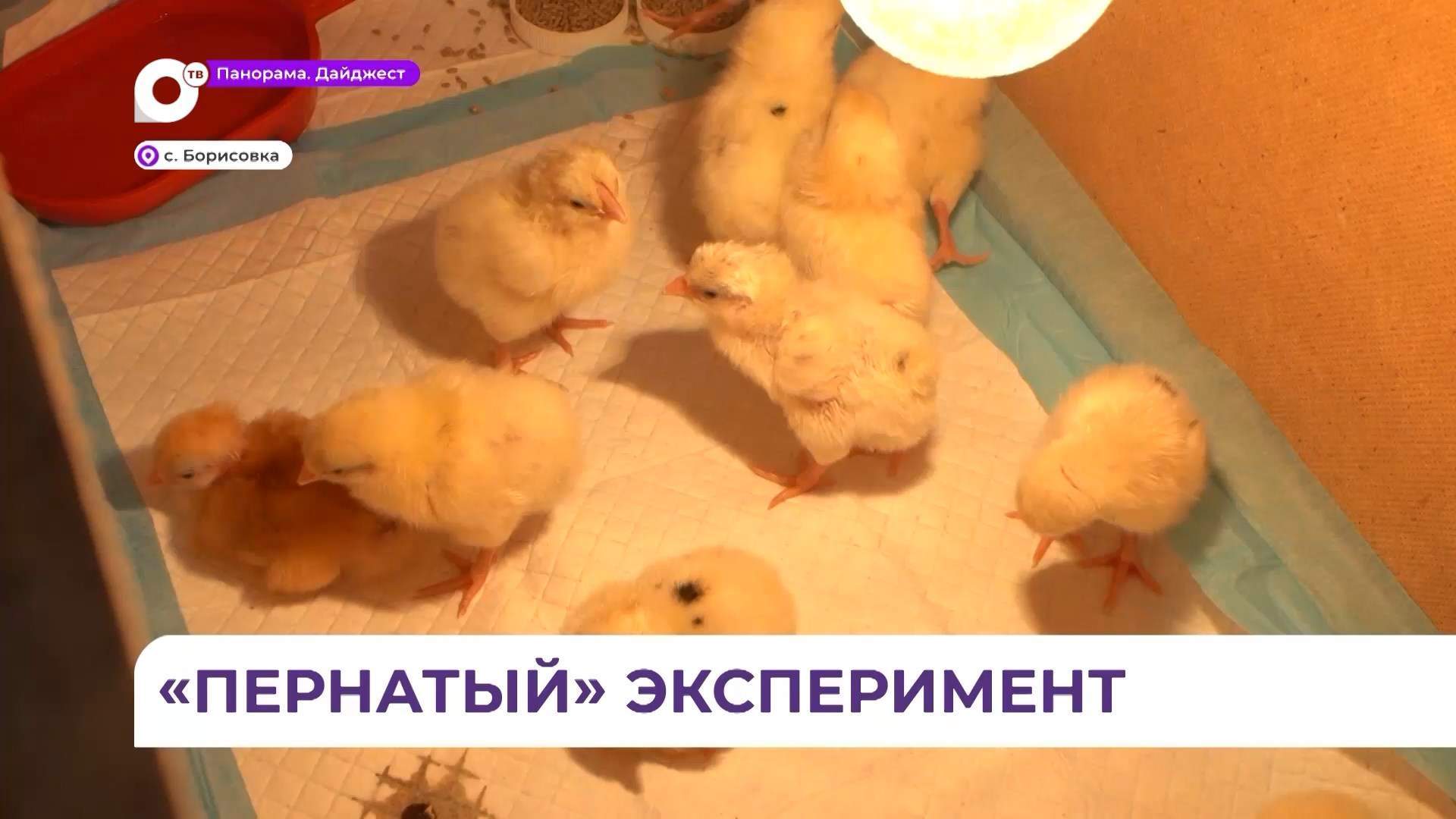 Ученики агрокласса в школе села Борисовка начали изучать животноводство