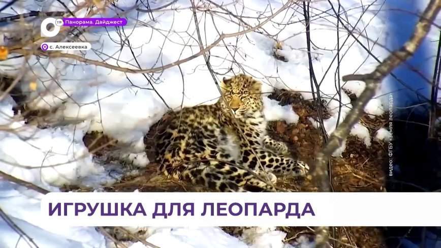 Подрастающий дальневосточный леопард показал навыки владения палкой
