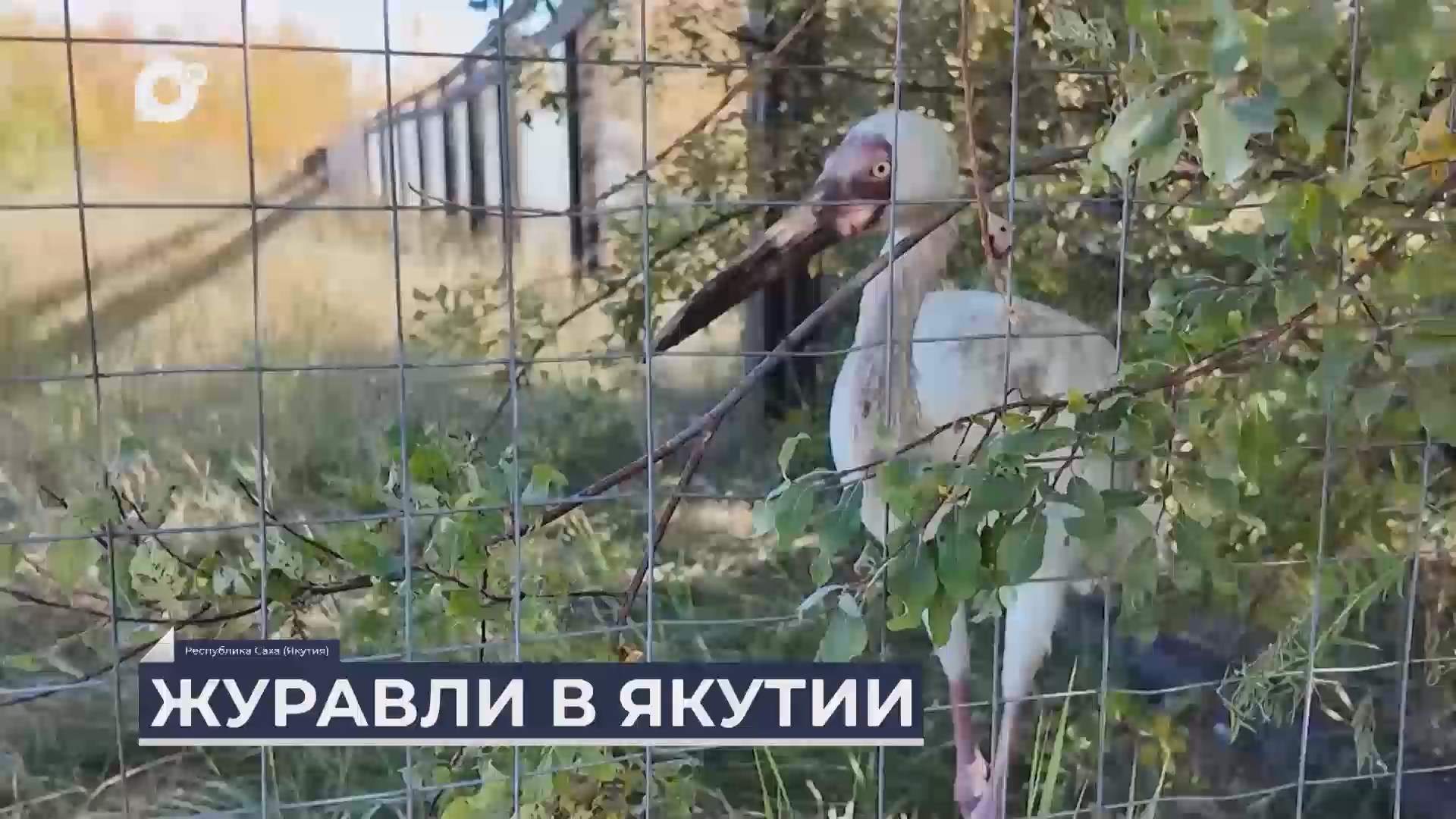 Дальний Восток на связи / Цветы и журавли