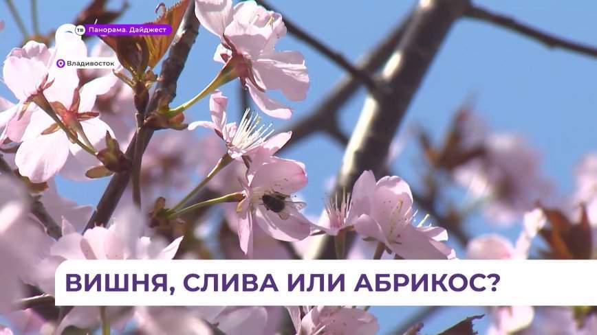 Во Владивостоке зацвела сакура
