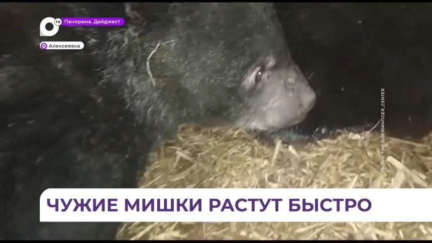 Медвежата из центра «Тигр» набирают массу и начинают осторожнее относиться к людям