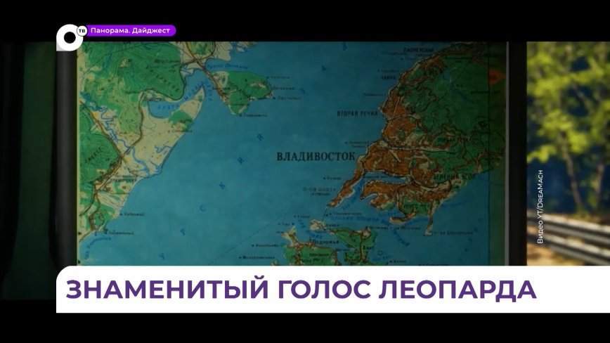 Дальневосточный леопард заговорит голосом популярных героев известных компьютерных игр