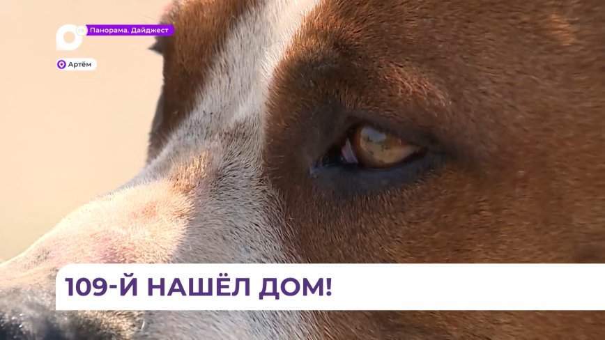 История со счастливым концом: потерявшегося стаффа из Артёма вернули законному владельцу