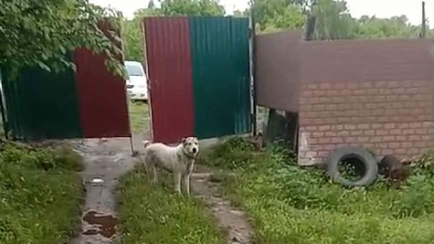 Жительница Приморья отбилась от тигра петардой