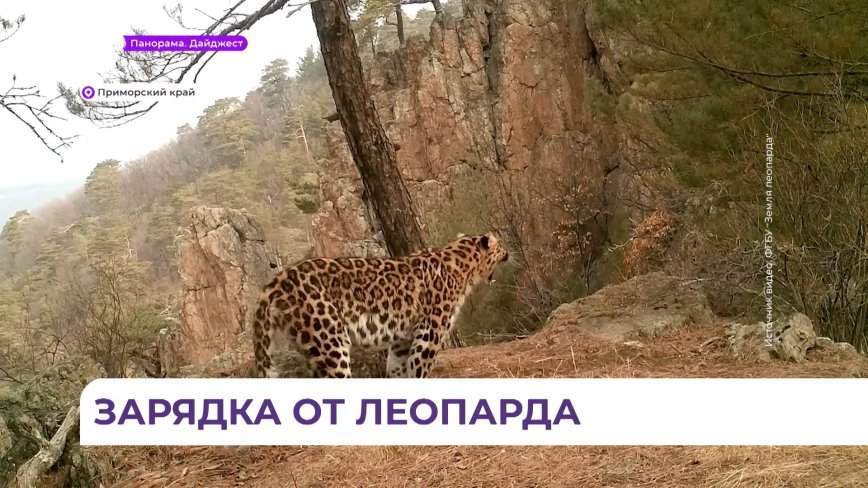 «Мастер-класс» по зарядке на природе дал дальневосточный леопард в Приморье
