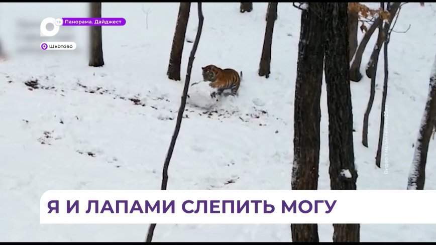Тигрицу Владу из Приморского Сафари-парка заметили за необычным для животных развлечением