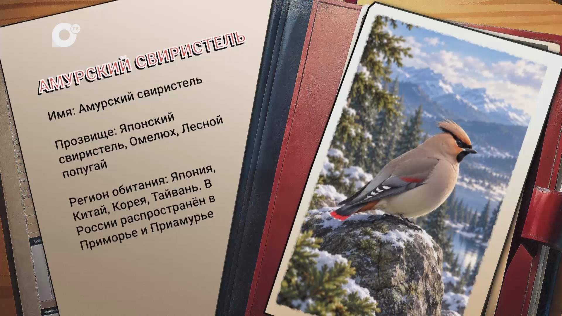 Агент биосферы / Амурский свиристель / 19.10.26
