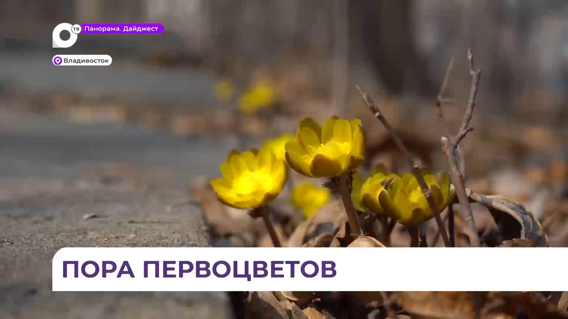 Во Владивостоке в Ботаническом саду наступила пора цветения адонисов