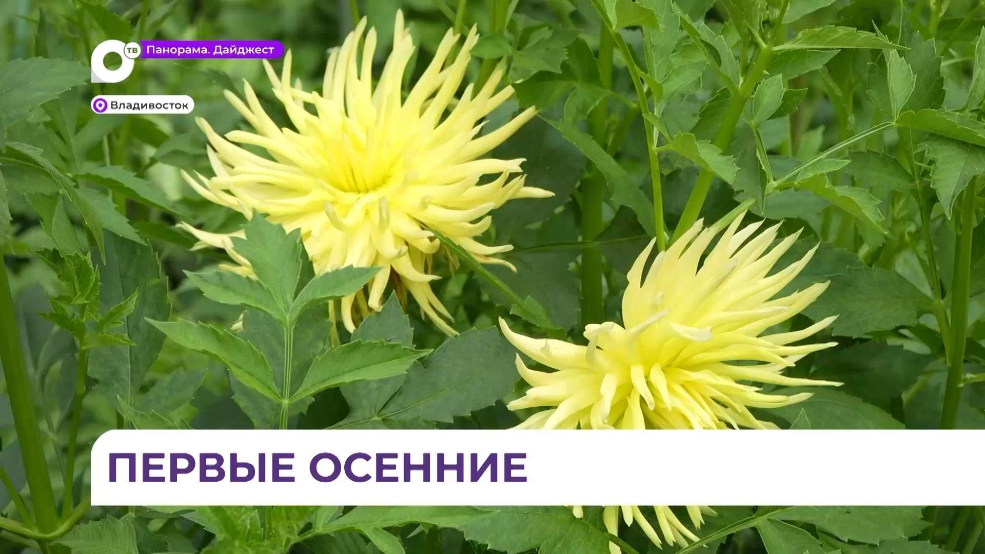 В Ботаническом саду ДВО РАН зацвели кактусовидные георгины