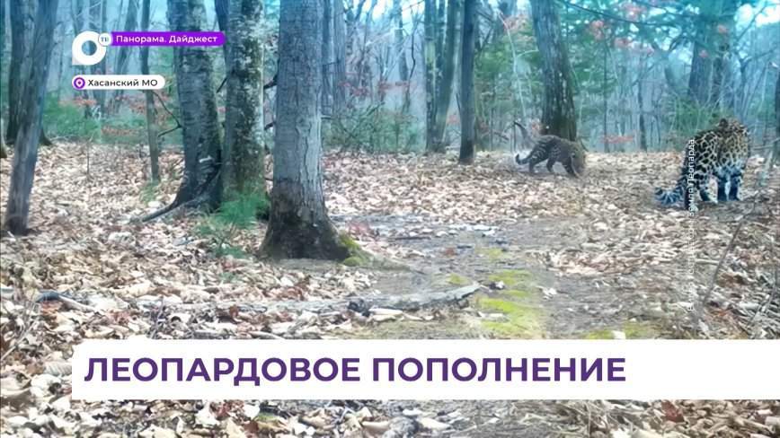 В заповеднике «Кедровая падь» фотоловушка зафиксировала пополнение у молодой самки леопарда